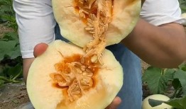 张小寒爆料甜瓜视频大全,甜瓜视频大全背后的精彩瞬间